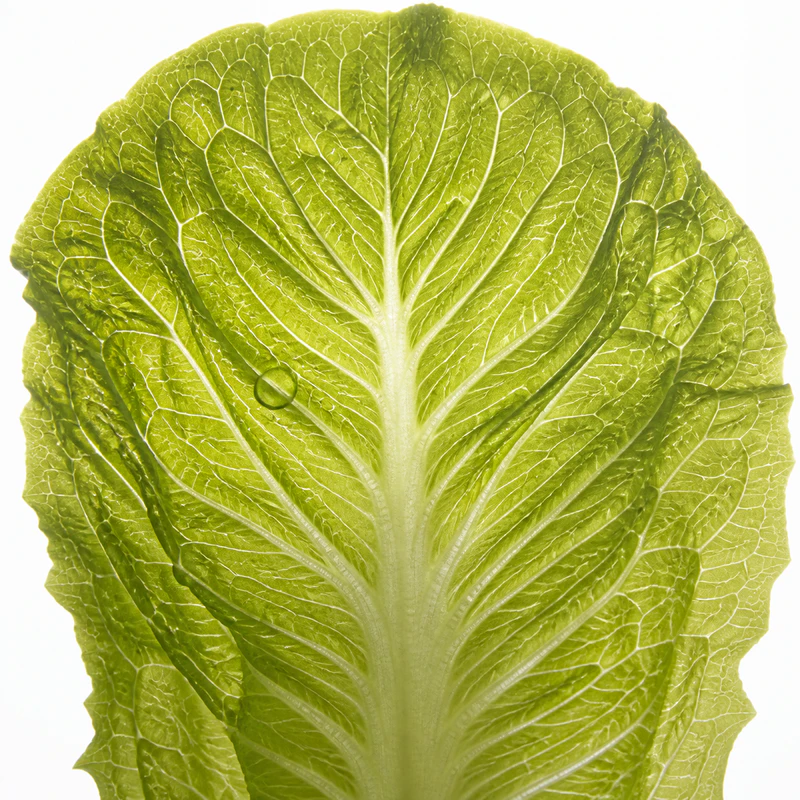A backlit romaine leaf showing the vein structure a mashgiach checks during produce inspection.